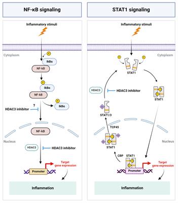 The role of HDAC3 in inflammation: mechanisms and therapeutic implications